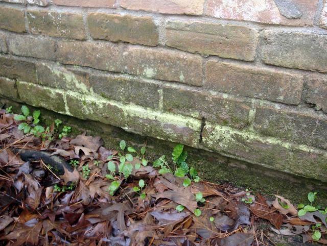 Efflorescence on Brick Due To Moisture